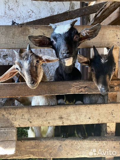 Козлята