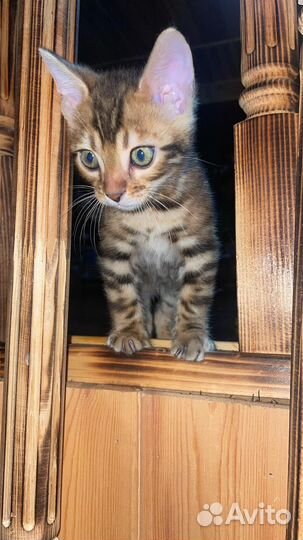 Бенгальские котята