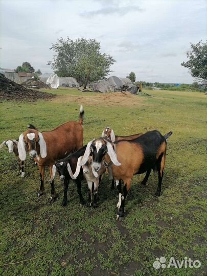 Козлики нубийские