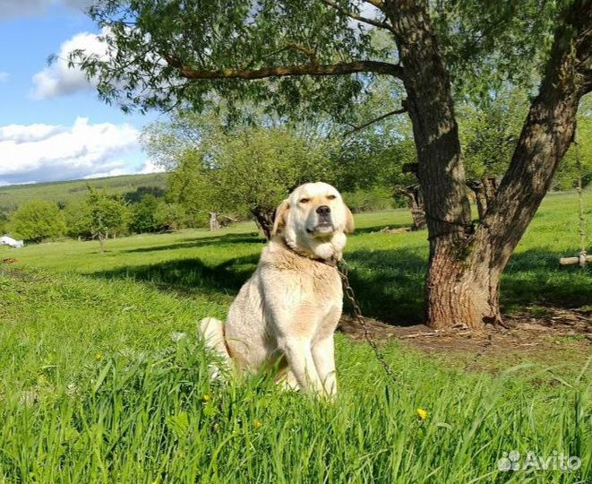Подросшие щенки-девочки. Мама сао