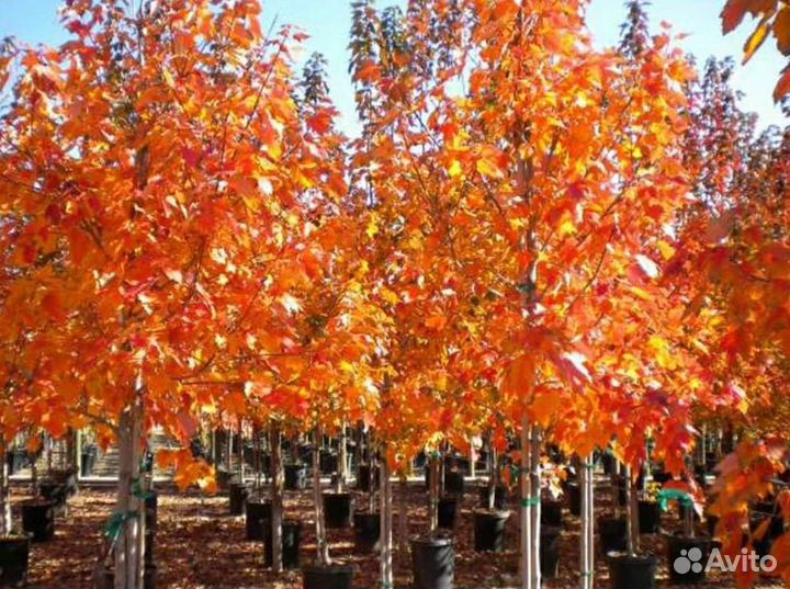 Клён красный