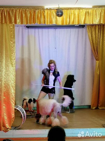 Дресерованные животные на ваш праздник