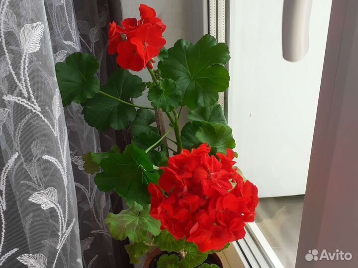 Герань пеларгония