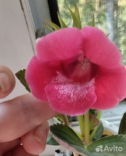 Тидея(глоксиния)