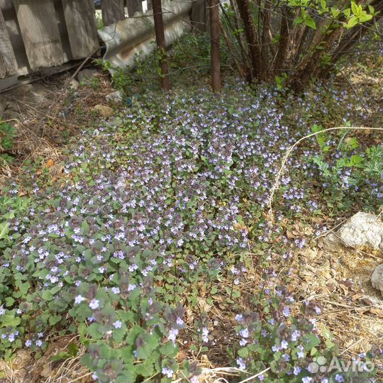 Почвопокровник