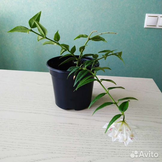 Хойя Белла (