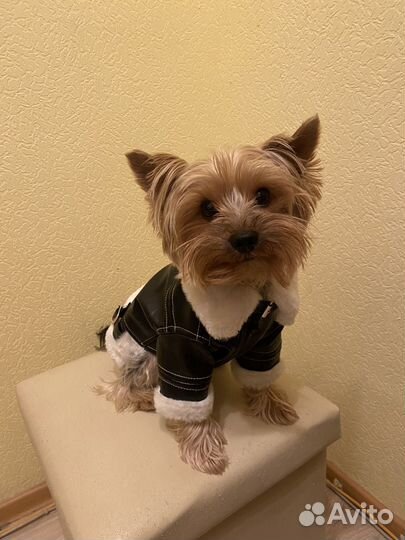 Йоркширский терьер вязка мальчик