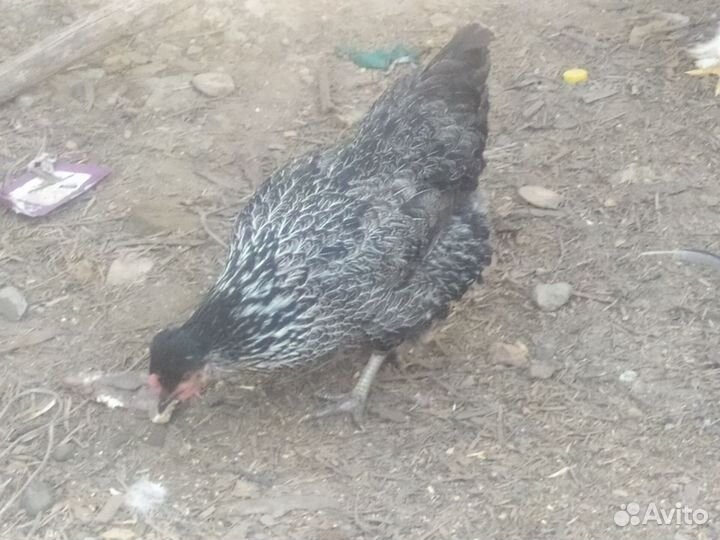 Куры разнопородистые