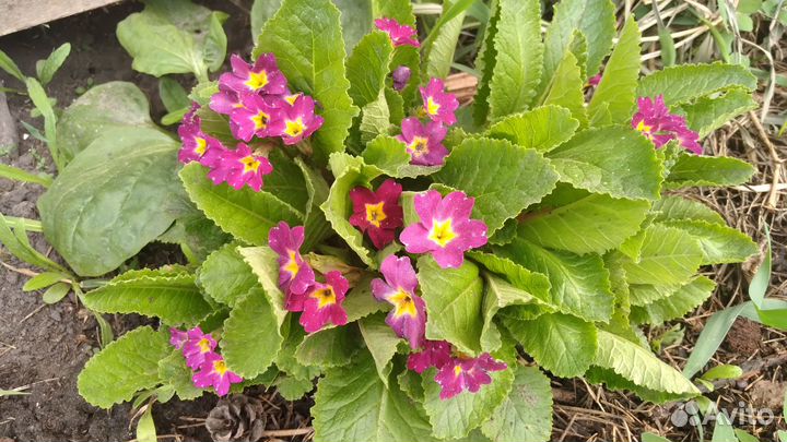 Растения для сада, цветы