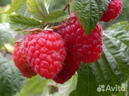 Саженцы ремонтантной малины Таганка