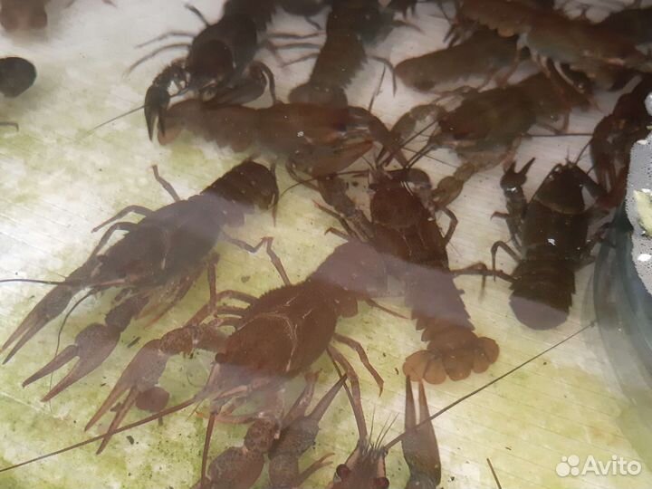 Продам живые раки