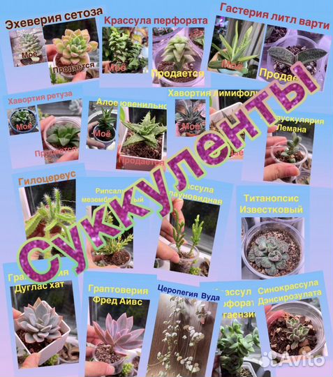 Суккуленты