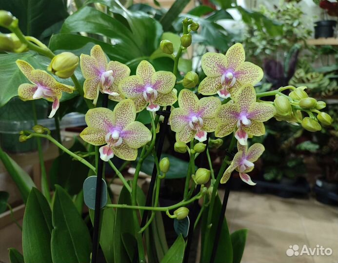 Ароматная орхидея мультифлора