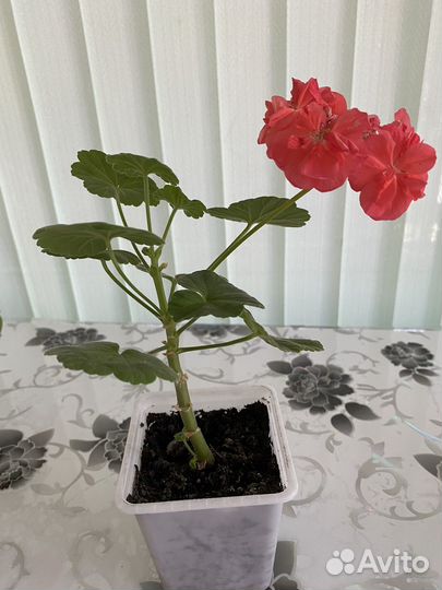 Пеларгония герань Коралловая
