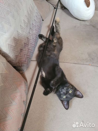 Отдаю в добрые руки кошечку метис мейн-кун