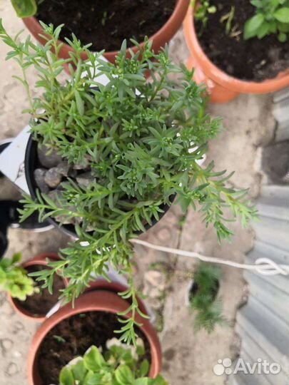 Можжевельник