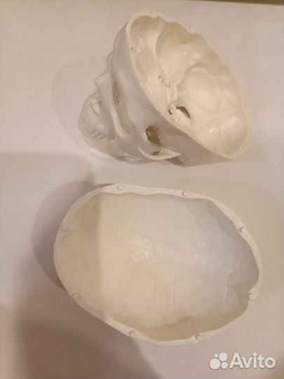 Человеческий череп анатомическая модель