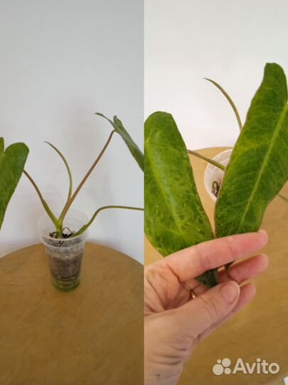 Филодендрон параисо верде
