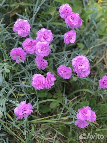 Гвоздика садовая