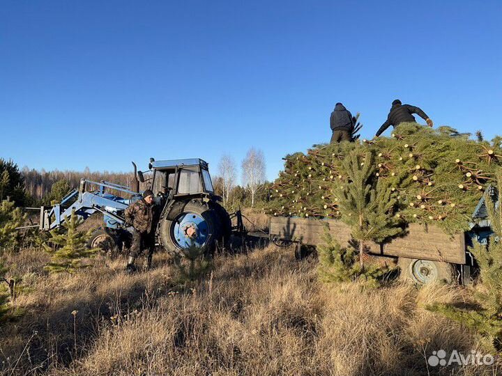 Сосна Рождественская