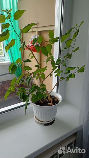 Большой комнатный цветок