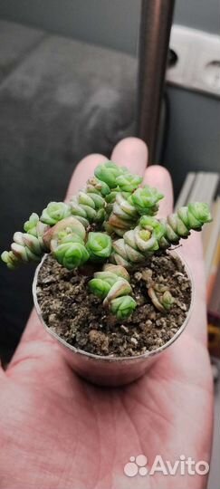 Крассула, адромискус, титанопсис