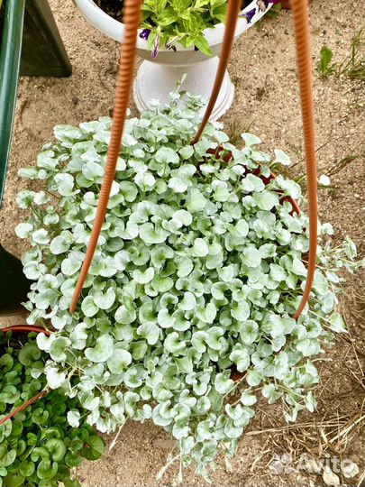 Дихондра серебристый водопад, Изумрудный