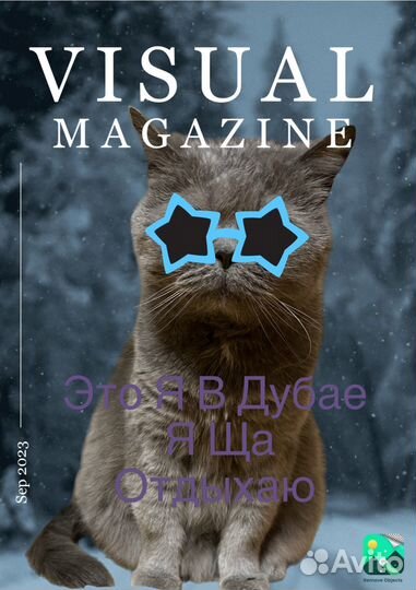 Британская кошка в дар