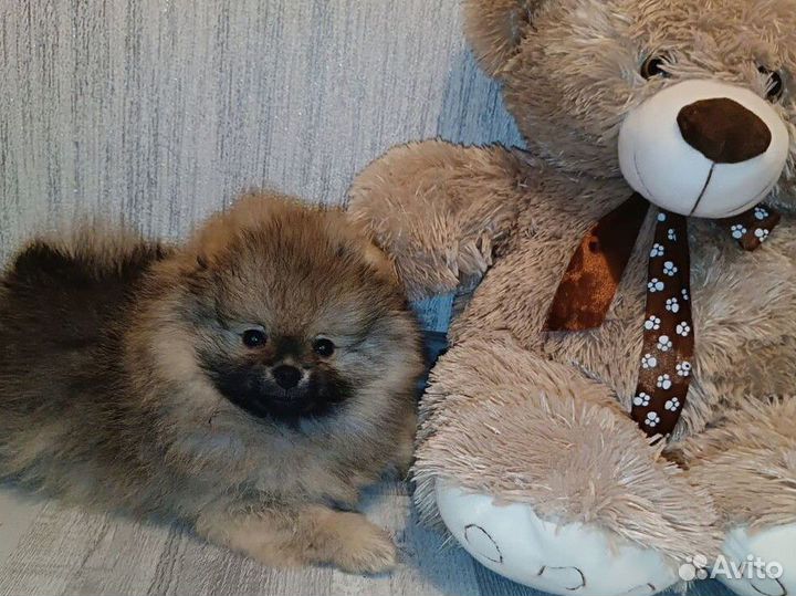 Щенок померанского шпица