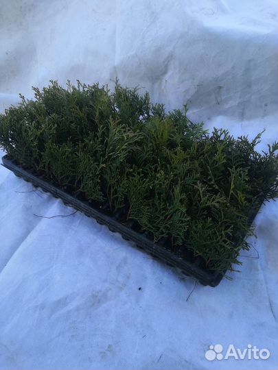 Туя смарагд саженцы