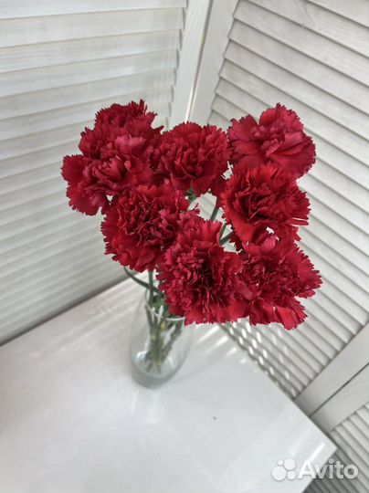 Гвоздика красная