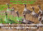 Охота на гусей с подсадными гусями в Калмыкии