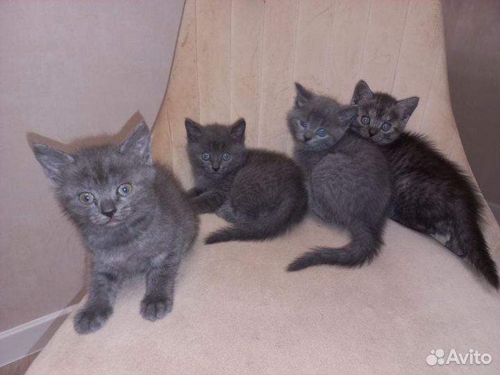 Котята шотландской мамы