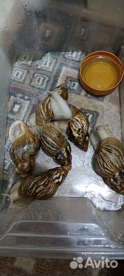 Улитки ахатины бесплатно