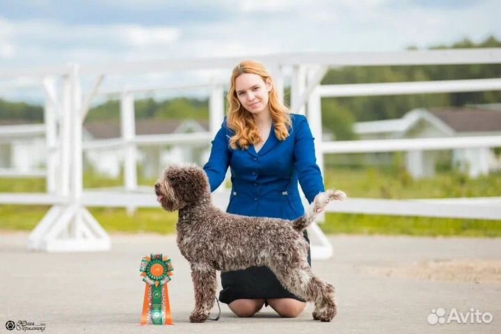 Профессиональный хендлер и грумер