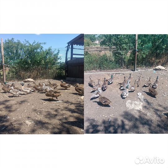 Подсадные утки