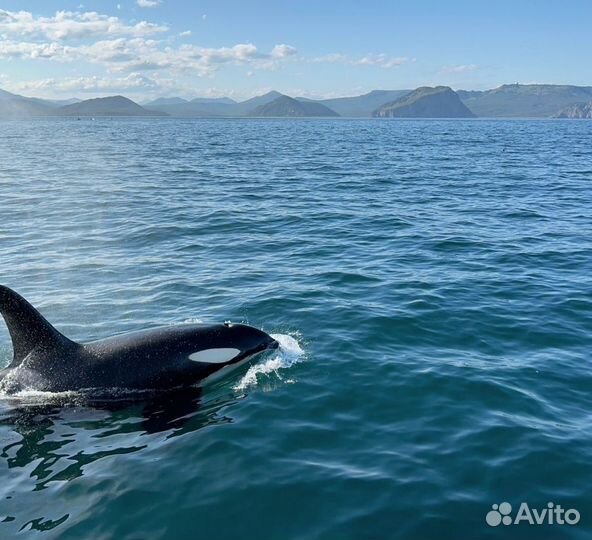 Тур на Камчатку/ морская прогулка к Бухте Русская