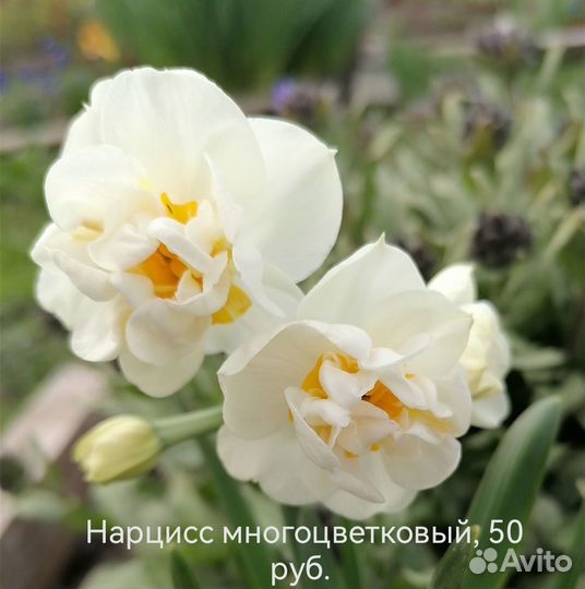 Продам многолетние растения из сада