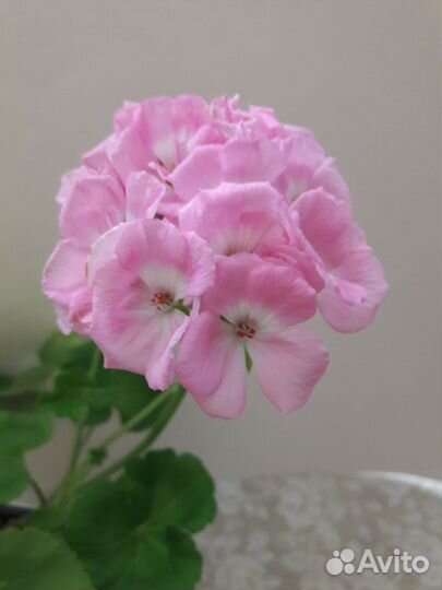 Пеларгония герань сортовая