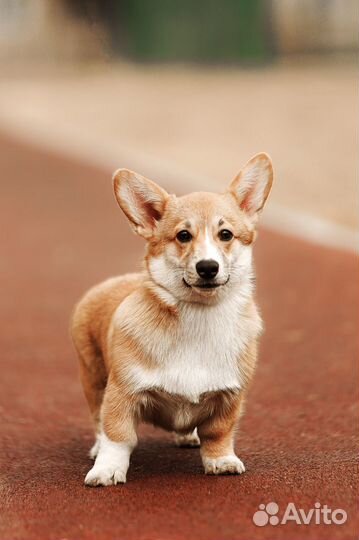 Щенок корги