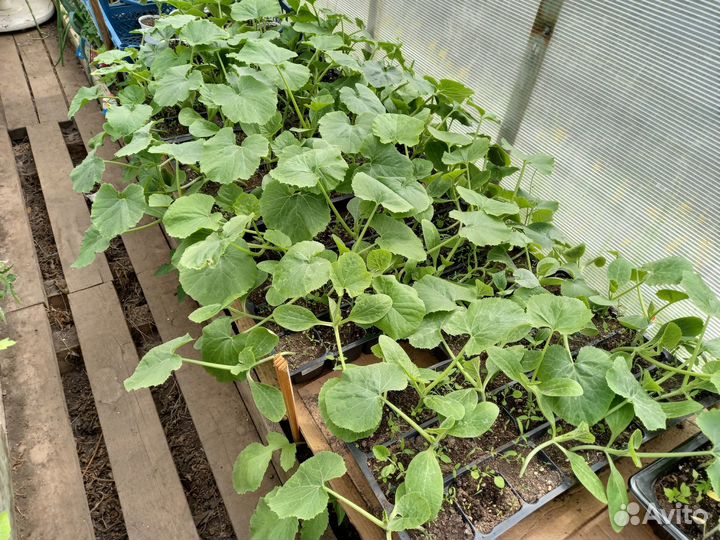 Рассада цветы и овощей