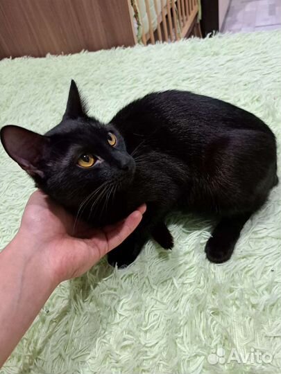 Котята отдам в добрые руки бесплатно