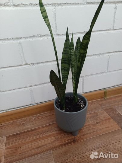 Сансевиерия щучий хвост