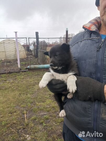 Щенки Лайки