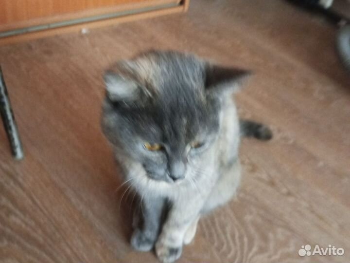 Кошка