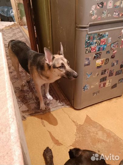 Собаки бесплатно в добрые руки