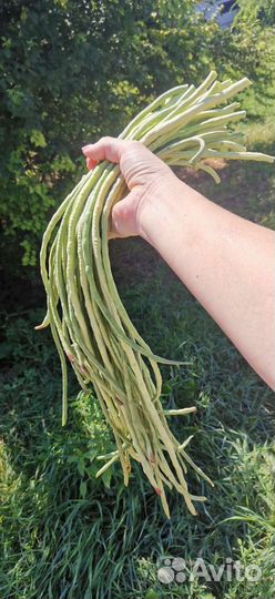 Фасоль спаржевая вигна