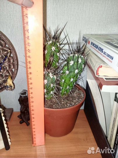 Большой кактус