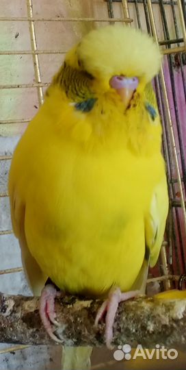Выставочный волнистый попугай(чех)
