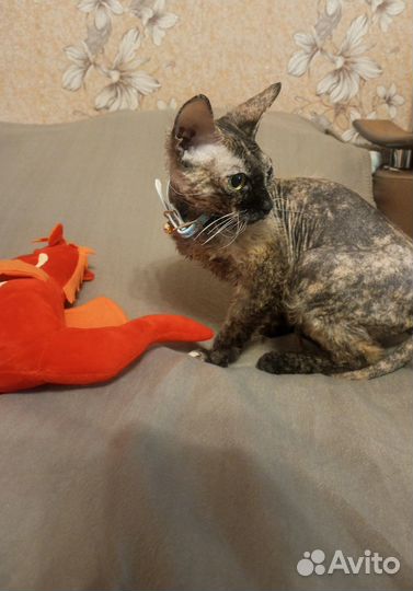 Сфинкс бесплатно